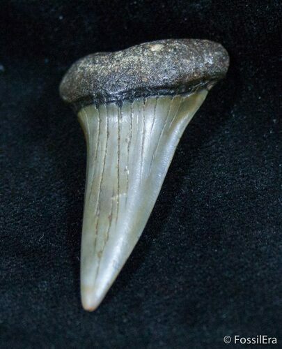 Fossil Isurus Desori Fossil Shark Tooth - Belgium #1417